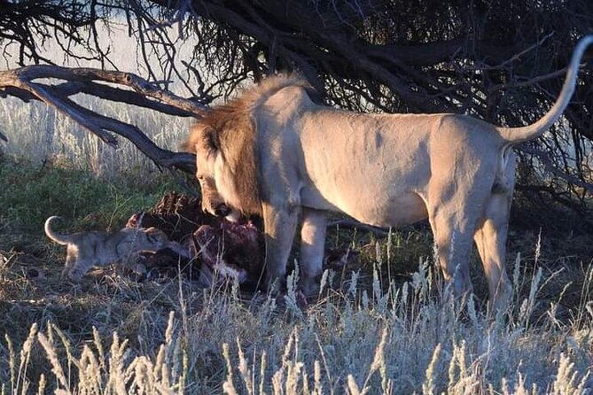Pilanesberg Safari Open Vehicle Game Full Day - Exceptional Guest Reviews