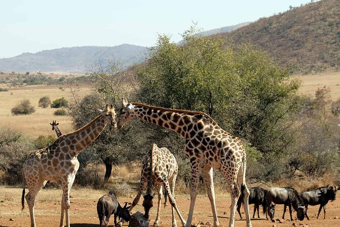 Pilanesberg Safari Open Vehicle Game Full Day - Wildlife Sighting Opportunities