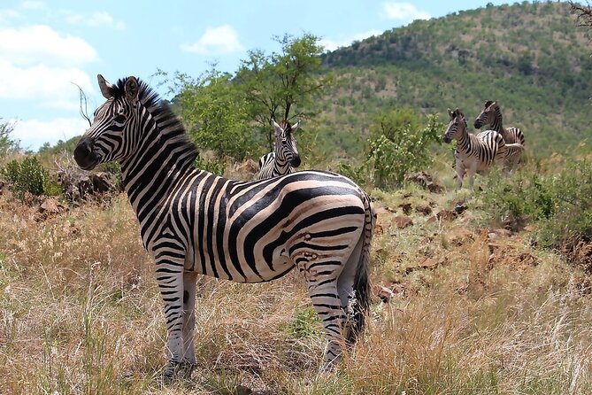 Pilanesberg Safari Open Vehicle Game Full Day - Dining Experience in the Park