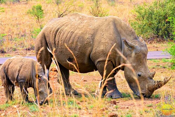 Pilanesberg Safari Open Vehicle Game Full Day - Private and Personalized Safari