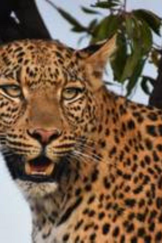 Pilanesberg : Sunrise Morning Game Drive - Wildlife Experience