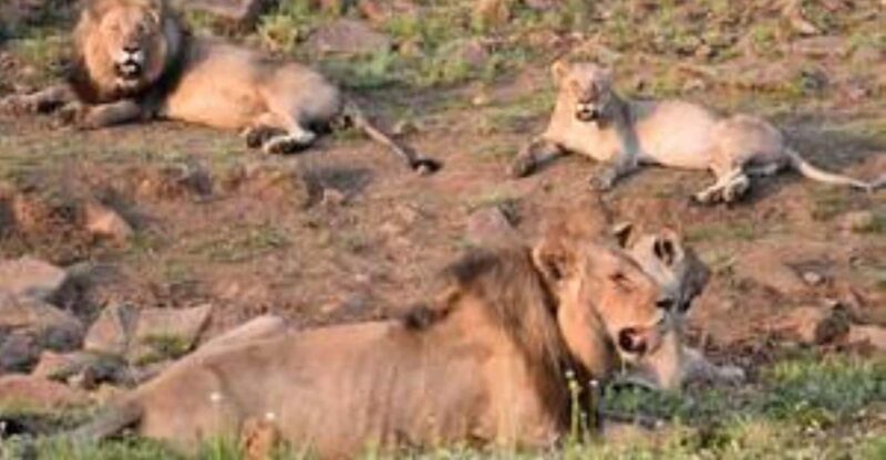 Pilanesberg : Sunset Afternoon Drive - Key Points
