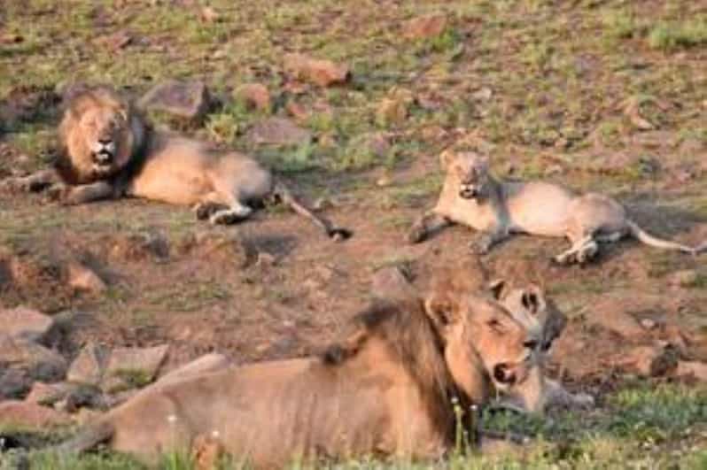 Pilanesberg : Sunset Afternoon Drive - Experience Highlights