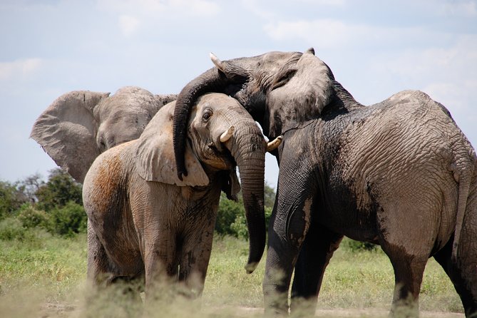 Pilanesberg Wildlife Safari - Key Points