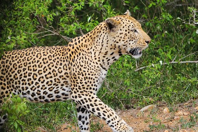 Pilanesberg Wildlife Safari - Private Tour and Personalized Attention