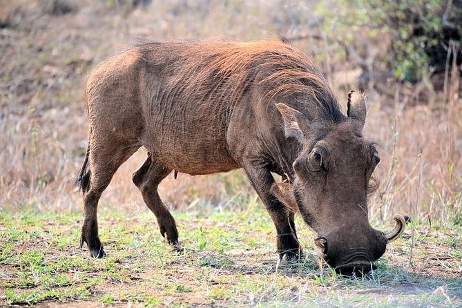 Pilanesberg Wildlife Safari - Inclusions and Exclusions of the Tour