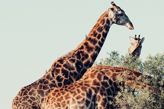 Pilanesberg Wildlife Safari - Meeting Point and Pickup Details