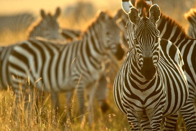 Pilanesberg Wildlife Safari - Tour Accessibility and Transportation