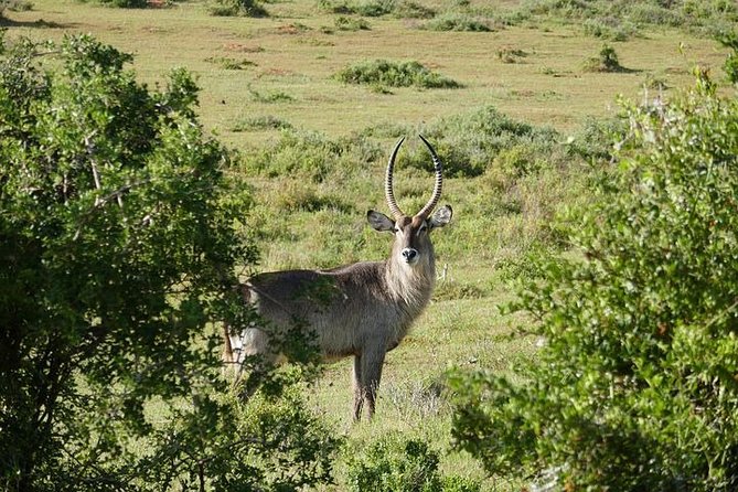 Pilanesberg Wildlife Safari - Positive Reviews and Traveler Feedback