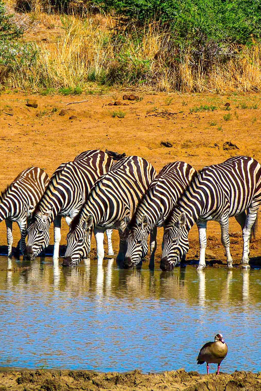 Pilanesburg National Park Tour - Wildlife Sightings