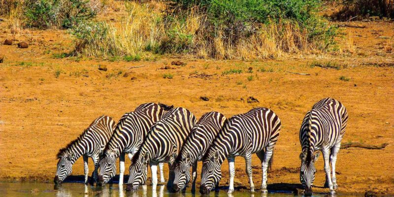 Pilanesburg National Park Tour - Safety Precautions