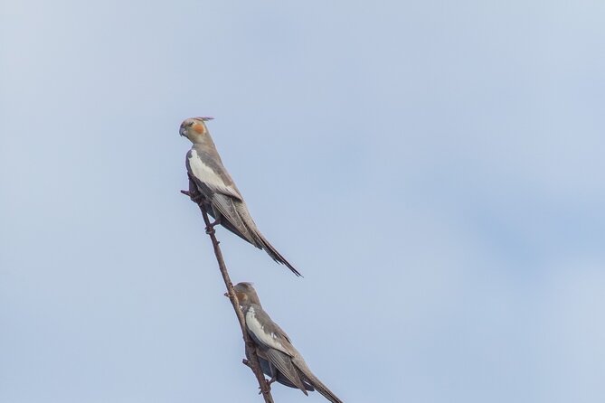 Pilbara Bird Tours - Key Points