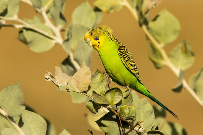 Pilbara Bird Tours - Tour Details and Schedule