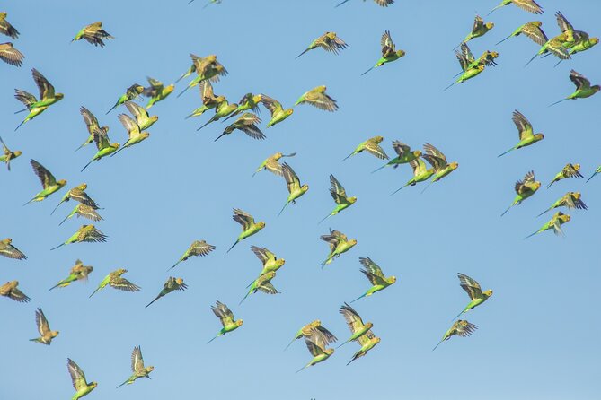 Pilbara Bird Tours - Pricing and Booking