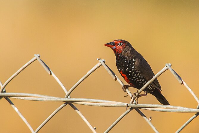 Pilbara Bird Tours - Reviews and Feedback
