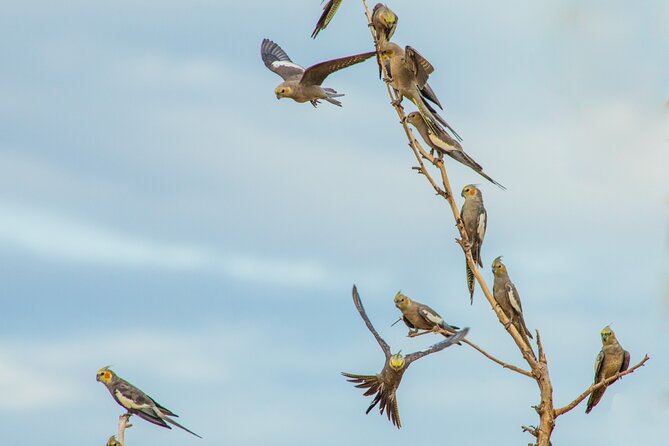 Pilbara Bird Tours - Unique Bird Sightings