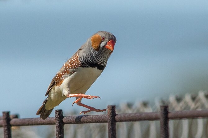 Pilbara Bird Tours - Stunning Pilbara Scenery