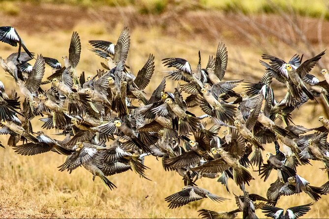 Pilbara Bird Tours - Expert Birdwatching Guides