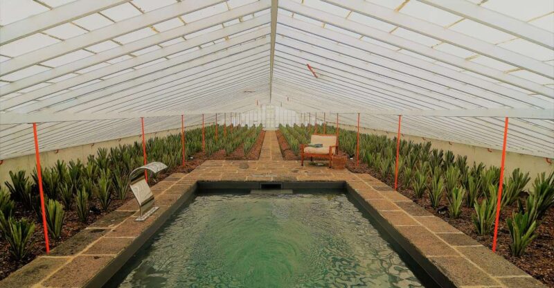 Pineapple Greenhouse Hot Tube and Pineapple Tour - Guided Tour and Pineapple Plantation