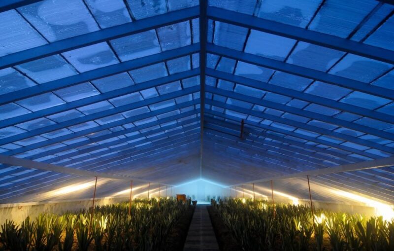 Pineapple Greenhouse Hot Tube and Pineapple Tour - Customer Feedback and Ratings