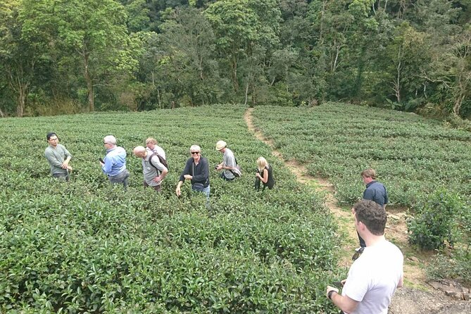 Pinglin Tea Culture & Maokong Day Tour From Taipei - Reviews and Feedback