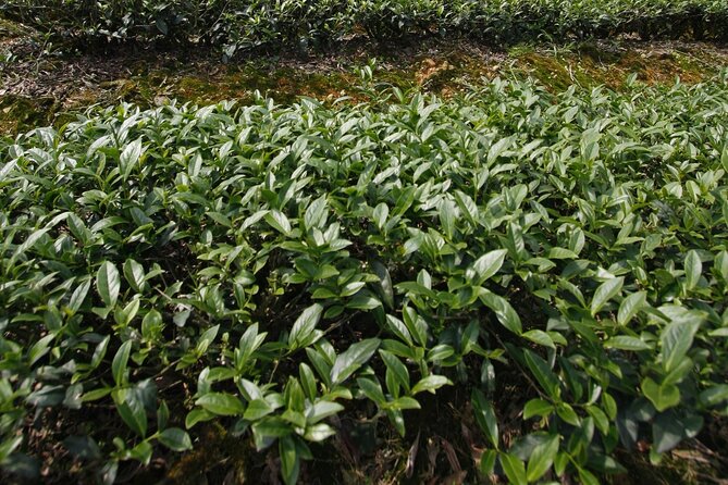 Pinglin Tea Culture & Maokong Day Tour From Taipei - Dining on Shekeng Old Street
