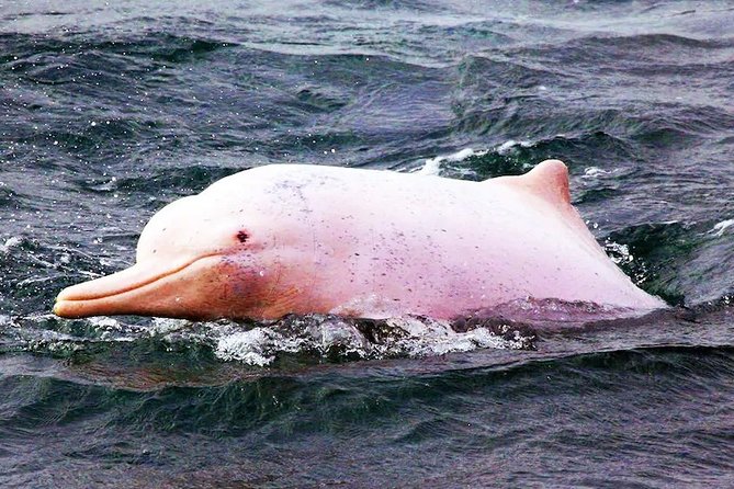 Pink Dolphin Spotting & Pig Island Speedboat Tour From Koh Samui - Inclusions