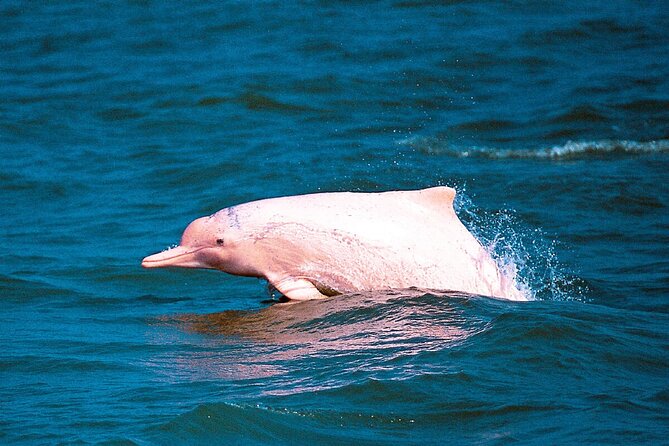 Pink Dolphin Spotting & Pig Island Speedboat Tour From Koh Samui - Pickup Information
