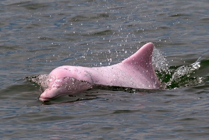 Pink Dolphin Spotting & Pig Island Speedboat Tour From Koh Samui - Health and Safety