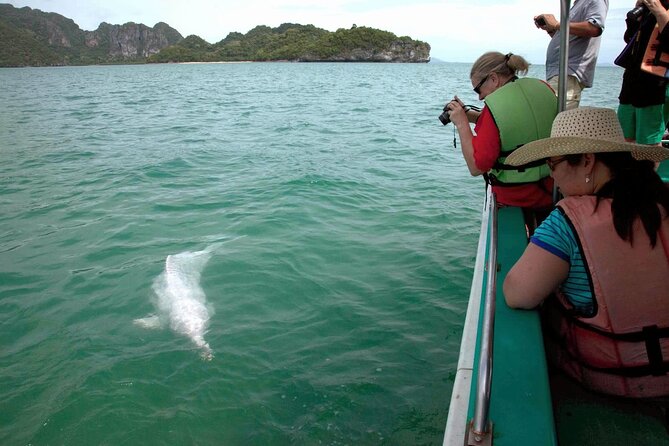 Pink Dolphin Spotting & Pig Island Speedboat Tour From Koh Samui - Booking and Reviews