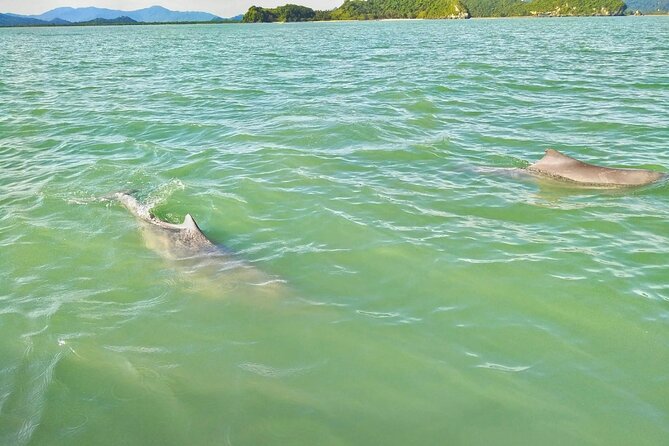 Pink Dolphin Spotting & Pig Island Speedboat Tour From Koh Samui - Koh Samui Location
