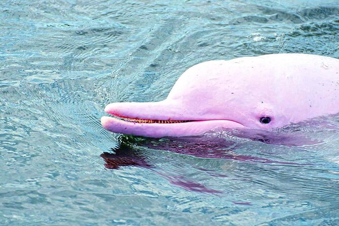 Pink Dolphin Spotting & Pig Island Speedboat Tour From Koh Samui - Speedboat Adventure