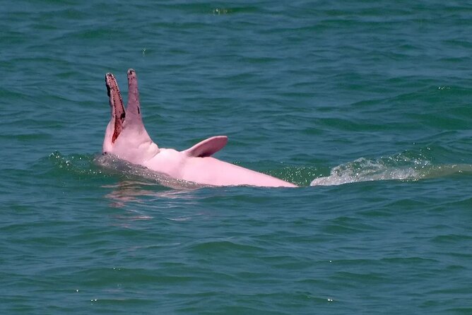Pink Dolphin Spotting & Pig Island Speedboat Tour From Koh Samui - Wildlife Sightings