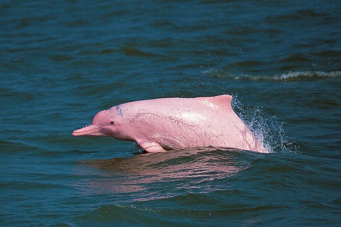 Pink Dolphin Spotting & Snorkelling Day Tour At Pigs Island - Itinerary Highlights