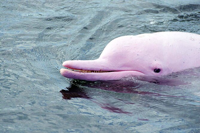 Pink Dolphin Spotting & Snorkelling Day Tour At Pigs Island - Inclusions