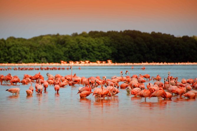 Pink Lagoon & Rio Lagartos Reserve From Playa Del Carmen - Key Points