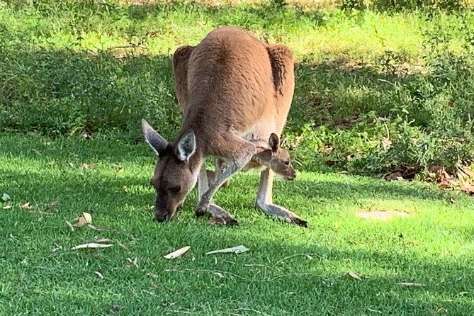 Pinnacles Day Trip From Perth Including Yanchep National Park - Pinnacles and Yanchep National Park Highlights