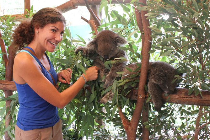 Pinnacles Desert, Koalas and Sandboarding 4WD Day Tour From Perth - Dune Adventure