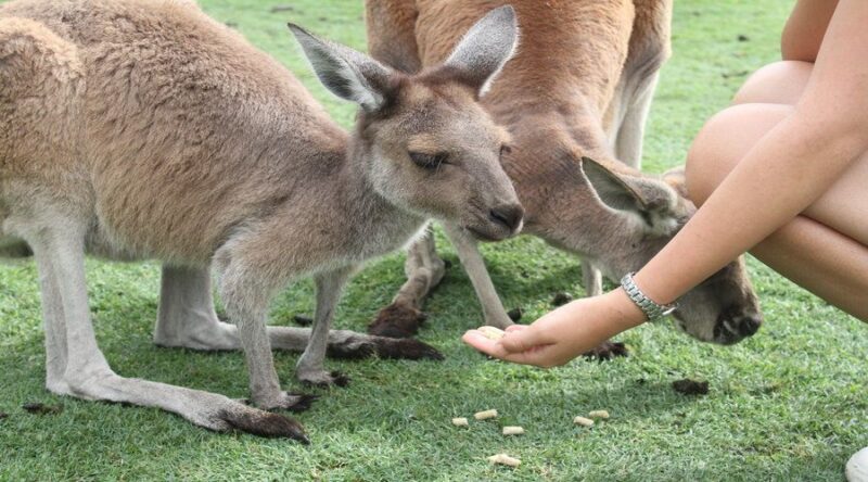 Pinnacles, Koalas & Sandboarding Tour Day Trip From Perth - Key Points