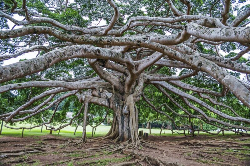 Pinnawala & Kandy Day Tour From Negombo - Key Attractions