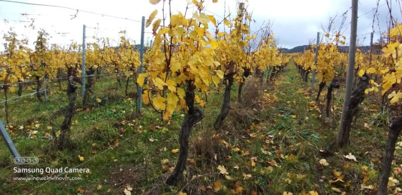 Pinot Noir in Baden-Württemberg. - Key Points