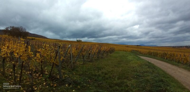 Pinot Noir in Baden-Württemberg. - Wine Varieties Explored