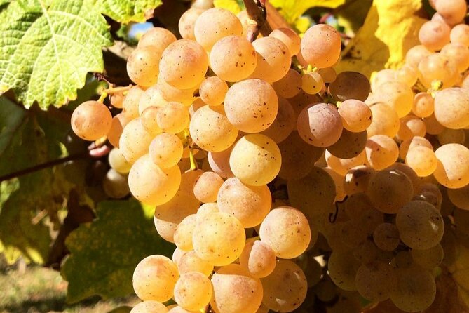 Pinot Noir & Pinot Wine Tour to Baden-Württemberg - Exploring Baden-Württemberg