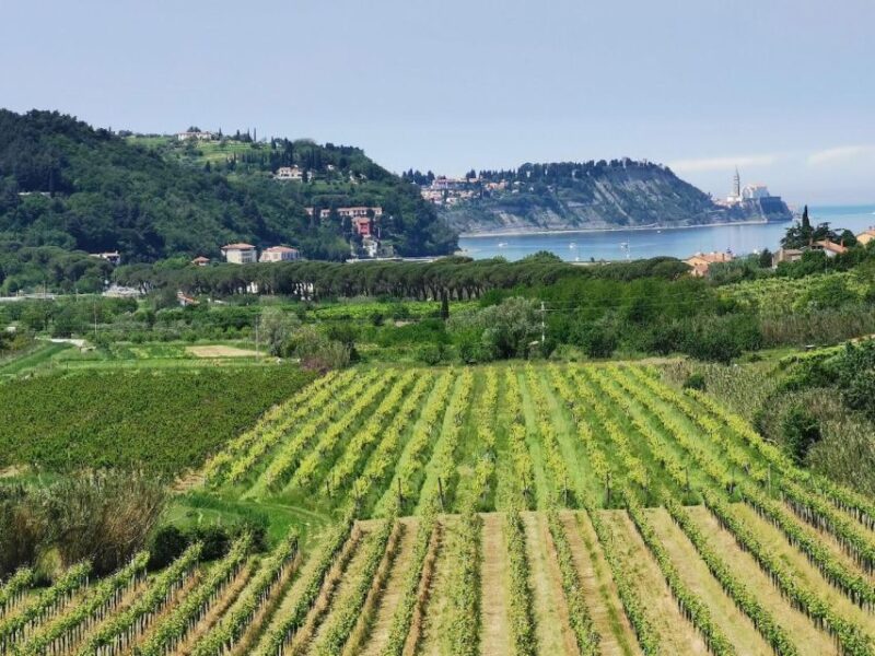 Piran: 5-Course Boutique Food Tour With Electric Bikes - Experience Details