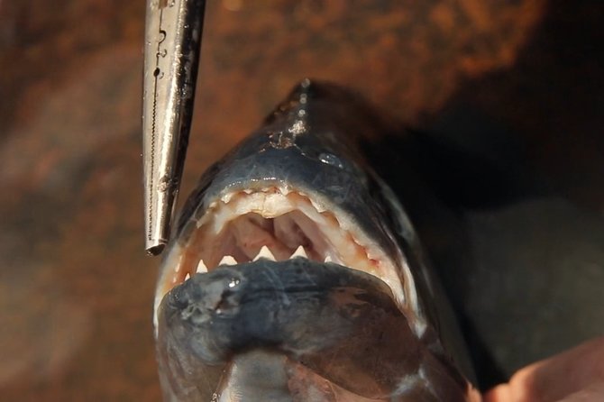 Piranha Fishing Experience in the Amazon Jungle - Meeting and Pickup Information