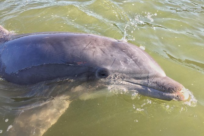 Pirate Ship Dolphin Tour - Highlights of the Cruise