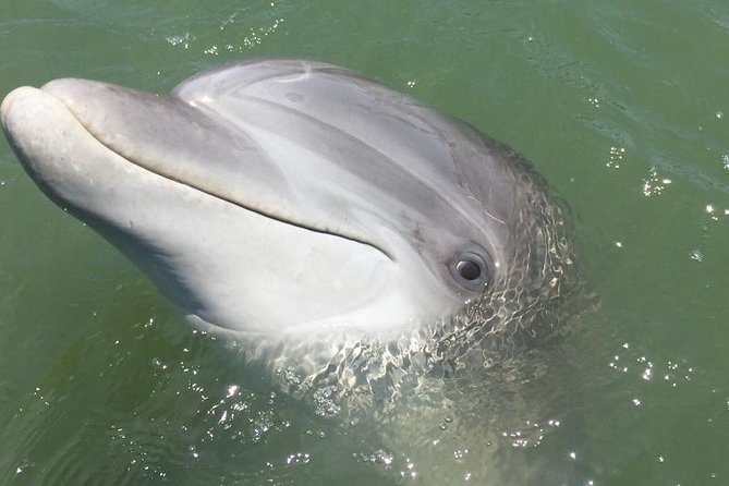 Pirate Ship Dolphin Tour - Included Amenities