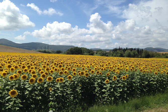 Pisa, Lucca and Tuscany Tour From Livorno - Exceptional Customer Feedback and Experiences