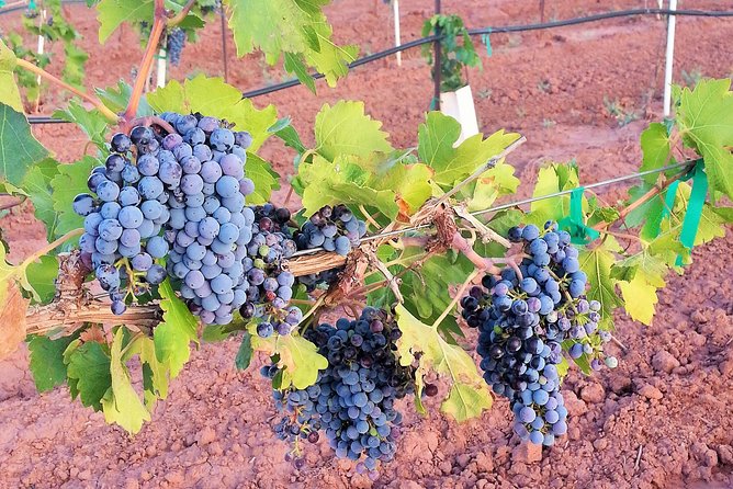PistachioLand Farm Tour - Complimentary Wine Tasting