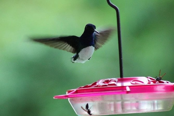 Pitch Lake Natural Asphalt and Nature Tour (Asa Wright Nature Center) - Booking Your Stay